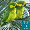 Yellow-eared-Parrots_Glenn-Bartley