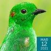 Glistening-green Tanager by Brian Lasenby/Shutterstock