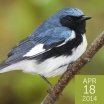 Black-throated Blue Warbler, Stubblefield Photography/Shutterstock