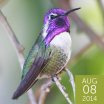 Costa's Hummingbird, Greg Homel
