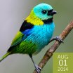 Green-headed Tanager, Joao Quental