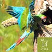 Military Macaw, Greg Homel/Natural Elements Productions