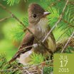 Olive-sided Flycatcher, Ted Ardley