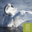 Trumpter Swan, Critterbiz/Shutterstock