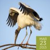 Wood Stork, Paul Tessier/Shutterstock