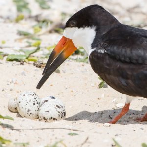 Black Skimmer, Bonnie Taylor Barry/Shutterstock. coastal bird solutions