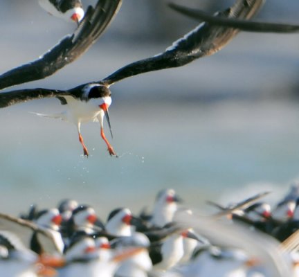 Black Skimmer, FloridaStock, Shutterstock
