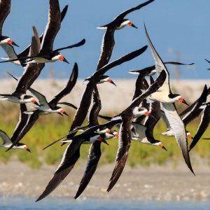 Black Skimmers, jo Crebbin/Shutterstock. Gulf Birds