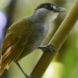 “Found” Bornean Bird Sparks Hope and Inspiration for Bird Conservation Efforts