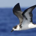 Researchers Confirm Presence of Endangered Diablotin Black-capped Petrel on Dominica, Raising Hopes of Finding Nesting Area