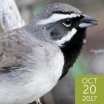 Black-throated Sparrow, Larry Thompson