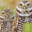 Burrowing Owl, Tania Thompson, Shutterstock