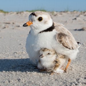 Cats and birds: Piping Plover is a common victim of predation by cats.
