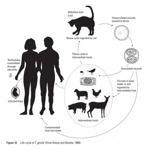 Cats And Diseases