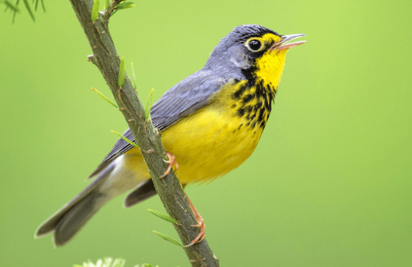 American Bird Conservancy: 25 Years of Bird Conservation Results