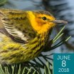 Cape May Warbler, FotoRequest, Shutterstock