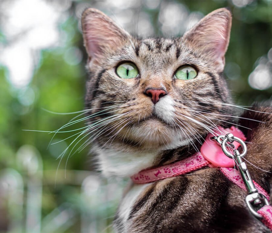 Cat with leash