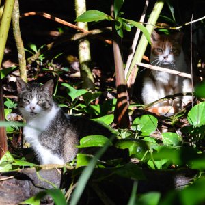 Free-roaming cats in Hawaii, Grant Sizemore