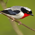 A Splash of Hope: Cherry-throated Tanager Gets New Protected Area in Bid to Dodge Extinction