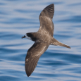 Conservation of Galapagos Petrels on Private Lands