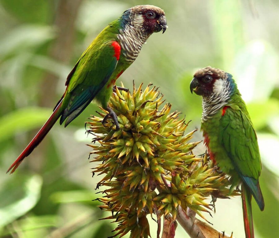 Save Birds Throughout the Americas | American Bird Conservancy