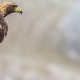 Statement on Wind Energy Company's Prosecution for Illegally Killing Eagles