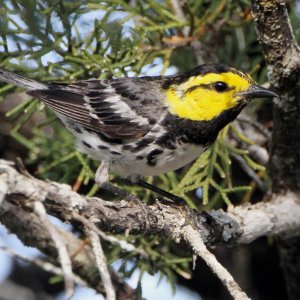 Golden-winged Warbler