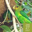 Golden-tailed Parrotlets, Leo Patrial