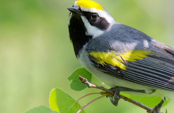 American Bird Conservancy: Bird Conservation Results Across the Americas