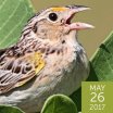 Grasshopper Sparrow, Steve Byland, Shutterstock
