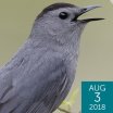 Gray Catbird, Brian Lasenby, Shutterstock