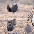 Oil and Gas Leasing on Public Lands: American Bird Conservancy Emphasizes Risk to Greater Sage-Grouse