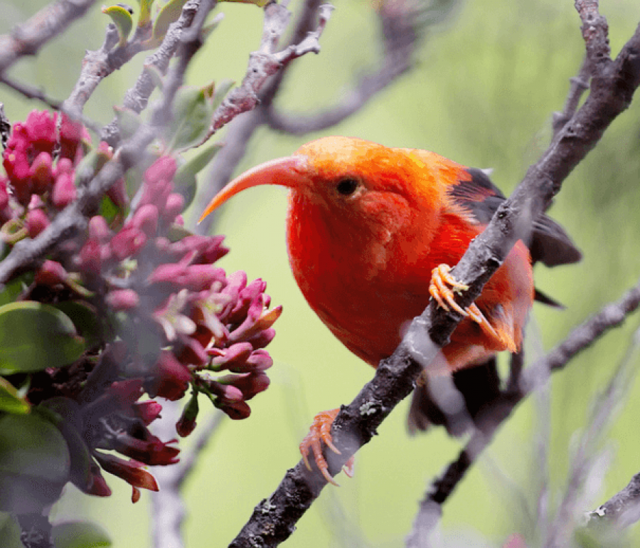 'I'iwi by @James Petruzzi