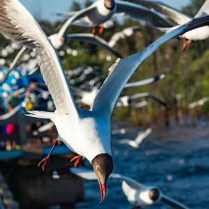 Laughing Gulls, Pongwan Sukpoka/Shutterstock. coastal bird resources