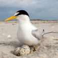 Headed to the Beach? Follow These Tips for a Bird-Friendly Visit