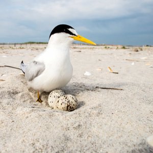 Least Tern on nest, Michael Stubblefield. coastal bird solutions