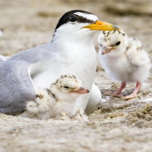 Least Terns, Ivan Kuzmin/Shutterstock. coastal birds resources