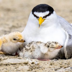 Least Terns, Ivan Kuzmin/Shutterstock. Gulf Birds