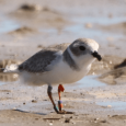 Monty and Rose the Chicago Piping Plovers are Gone, but Their Species Still Deserves Attention