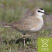 Mountain Plover, Ron Dudley