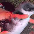 In Exciting First, a Newell's Shearwater has Returned to Nihoku Translocation Site