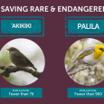 As Extinction Risk Escalates, American Bird Conservancy Launches Emergency Fund to Save the Rarest Bird Species