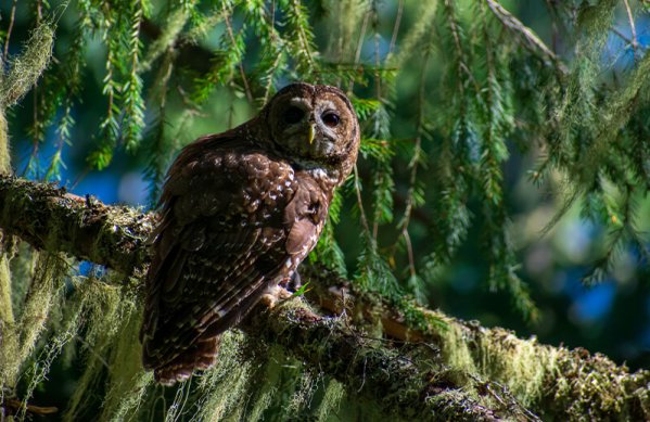 American Bird Conservancy: 25 Years of Bird Conservation Results