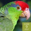 Red-crowned Parrot, loflo69, Shutterstock