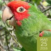 Red-masked Parakeet, Francisco Sornoza