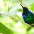 Rare Singing, Emerald-Green and Iridescent-Blue Hummingbird Unexpectedly Rediscovered in Colombia