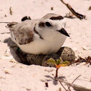 Snowy Plover, Kacy Ray. coastal bird solutions