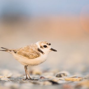 Snowy Plover, Ray Hennessy/Shutterstock. Gulf Birds