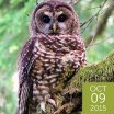 Spotted Owl, Chris Warren