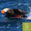 Tufted Puffin, Greg R. Homel